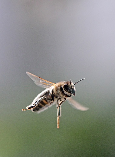 save the bees in phoenix