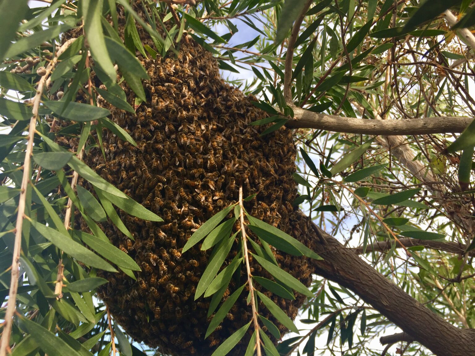 Bee Removal Scottsdale Stung and Sticky Beekeeper LLC Live Bee Removal Phoenix Arizona