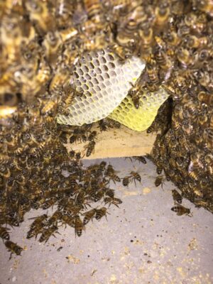 beehive under shed