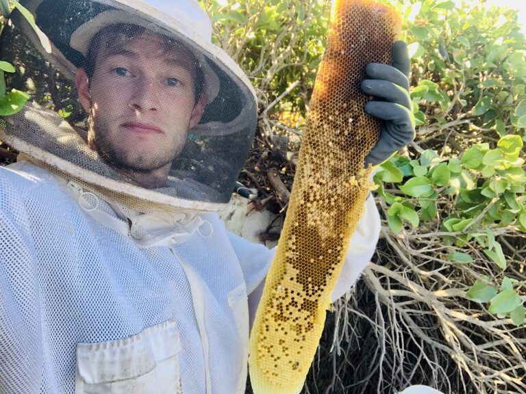 Live bee removal from wall