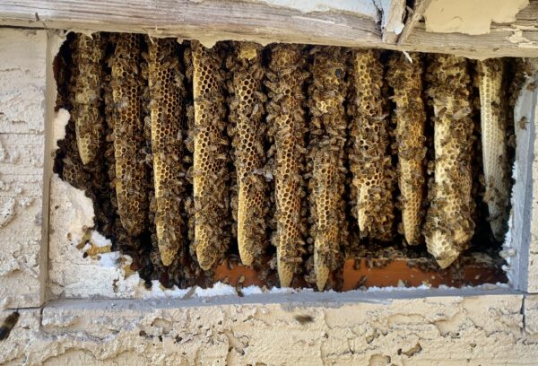 Bee Removal Stung And Sticky Beekeeper Llc Live Bee Removal Phoenix