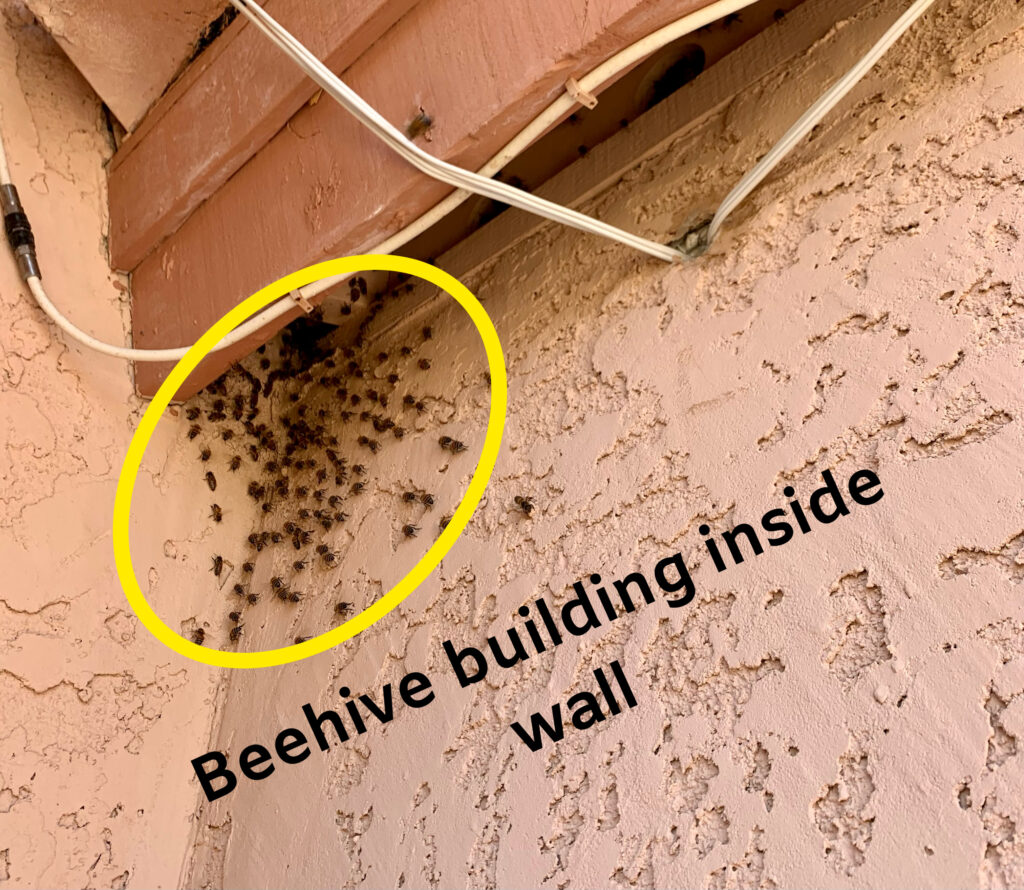 beehive in wall arizona