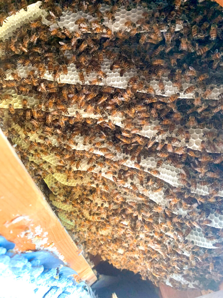 fresh honey comb  Tri-City Bee Rescue